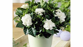 Unbranded Gardenia Plant