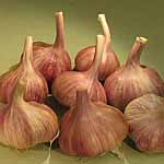 Unbranded Garlic Duganski