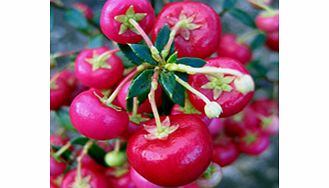 Unbranded Gaultheria Plant - Bells Seedling