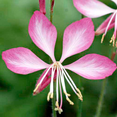 Unbranded Gaura Summer Emotions Pack of 3 Bare Roots