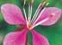 Gaura