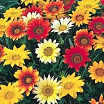 Unbranded Gazania Daybreak Easiplants 478611.htm