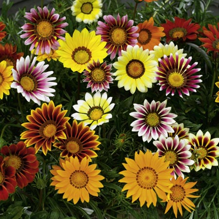 Unbranded Gazania Daybreak Mixed Plants Pack of 110