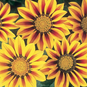 Unbranded Gazania Daybreak Red Stripe F1 Seeds