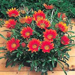 Unbranded Gazania Kiss Bronze F1 Hybrid Seeds