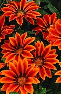 Unbranded Gazania Kiss Flame 50 plants   16 FREE