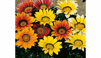 Unbranded Gazania Mixed Plants