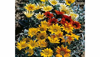 Unbranded Gazania Seeds - Talent Mixed