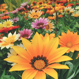 Unbranded Gazania Super Hybrids Mix Seeds