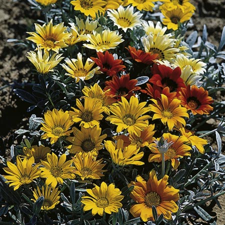 Unbranded Gazania Talent Mixed Seeds Average Seeds 25