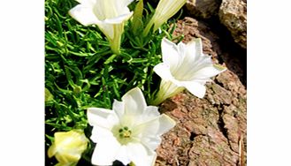 Rosette-forming semi-evergreen plants producing upright-facing trumpet-shaped flowers. They prefer an acidic humus-rich soil. Flowers September-October. Height up to 10cm (up to 4); spread 40-50cm (16-20). Supplied in a 9cm pot. Serenity - White flow