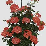 Unbranded Geranium (Climbing) Antik Plants - ORANGE