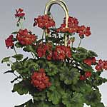 Unbranded Geranium (Climbing) Antik Plants - RED