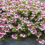 Unbranded Geranium Angel Eyes Bicolour Plants 480681.htm