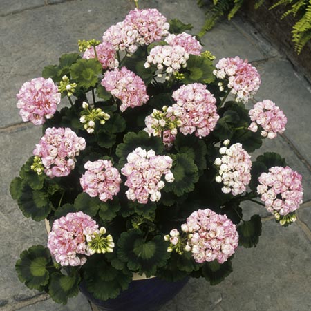 Unbranded Geranium Appleblossom Plants Pack of 3 Pot Ready