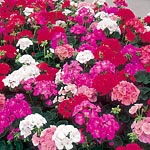 Unbranded Geranium Avanti Mixed F1 Easiplants 402251.htm