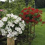 Unbranded Geranium Belle Cascade Plants