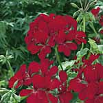 Unbranded Geranium Belle Cascade Red Plants 402931.htm