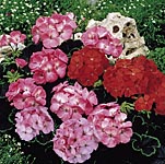 Unbranded Geranium Black Magic Mix Seeds