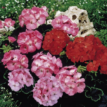 Unbranded Geranium Black Magic Series - Mixed F1 10 Seeds