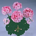 Geranium Black Magic Series Seeds - Rose