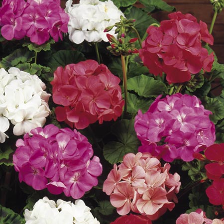 Unbranded Geranium Cabaret Mixed Plants Pack of 30 Garden