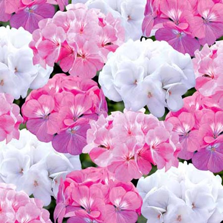 Unbranded Geranium Candyfloss Plants Pack of 30 Garden