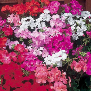 Geranium Capri Mix Seeds