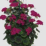 Unbranded Geranium (Climbing) Antik Plants 402242.htm