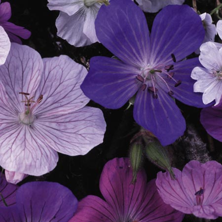 Unbranded Geranium Colour Magic Seeds Average seeds 24