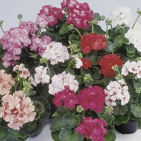 Unbranded Geranium Dodgems Mixed F1 Seeds 10 Seeds