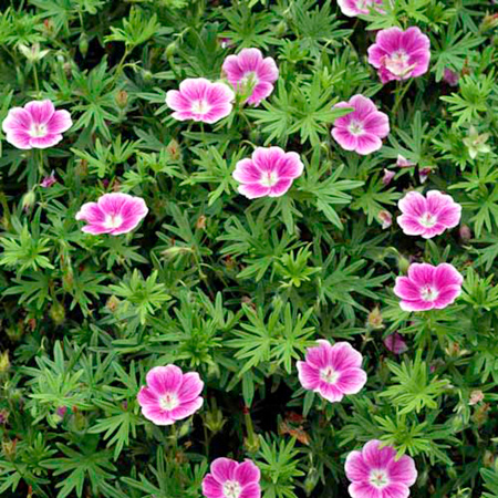 Unbranded Geranium Elke (Cranes-bill) Pack of 2 Bare Roots