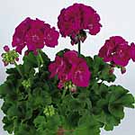 Unbranded Geranium Flower Fairy Collection Plants 402381.htm