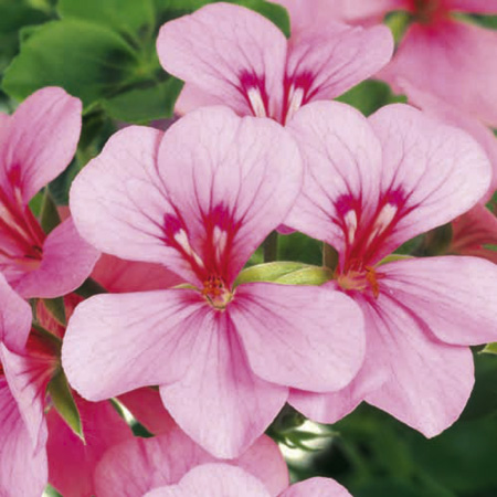 Unbranded Geranium Gerainbow Plants - PINK Pack of 6 Pot