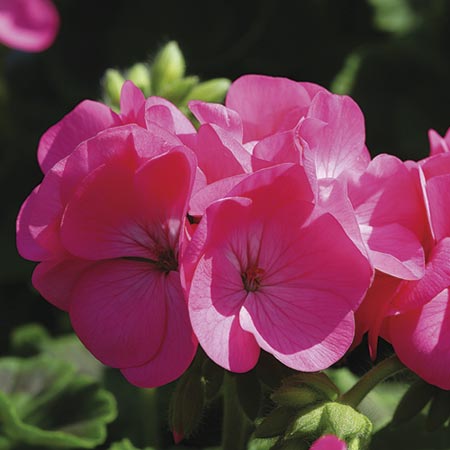 Unbranded Geranium Infiniti Series Rose F1 Seeds 9 Seeds