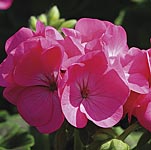 Geranium Infiniti Series Rose F1 Seeds