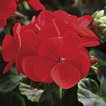 Geranium Infiniti Series Scarlet F1 Seeds