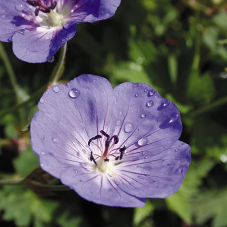 Unbranded Geranium Jolly Bee Plants Pack of 3 Pot Ready