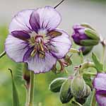 Unbranded Geranium Lavender Pinwheel