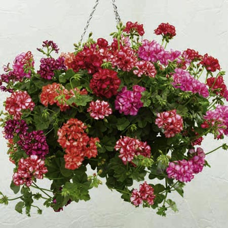 Unbranded Geranium Lollipop Plant Collection Pack of 12