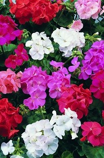 Unbranded Geranium Maverick Mixed x 20 seeds