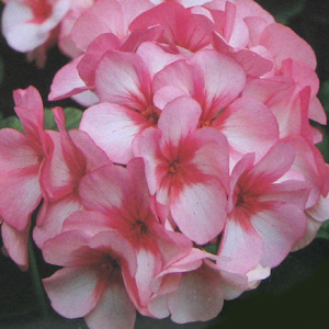 Unbranded Geranium Maverick Star Seeds