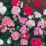 Geranium Pastorale Mixed F2 Seeds - Twinpack