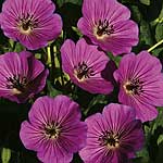 Unbranded Geranium Pink Penny 226847.htm