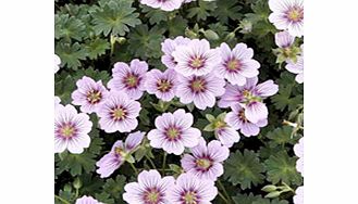 Unbranded Geranium Plant - cinereum Rothbury Gem