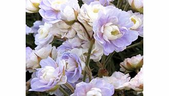 Unbranded Geranium Plant - pratense Summer Skies