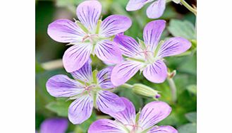 Unbranded Geranium Plant - wlassovianum Fay Anna