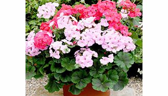 Unbranded Geranium Plants - F1 Mint Choc