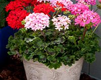 Unbranded Geranium Plants - Quantum Mix