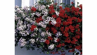 Unbranded Geranium Rainbow Trailing Plants - VILLE DE